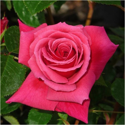 giftaplant rose fabulous at 80