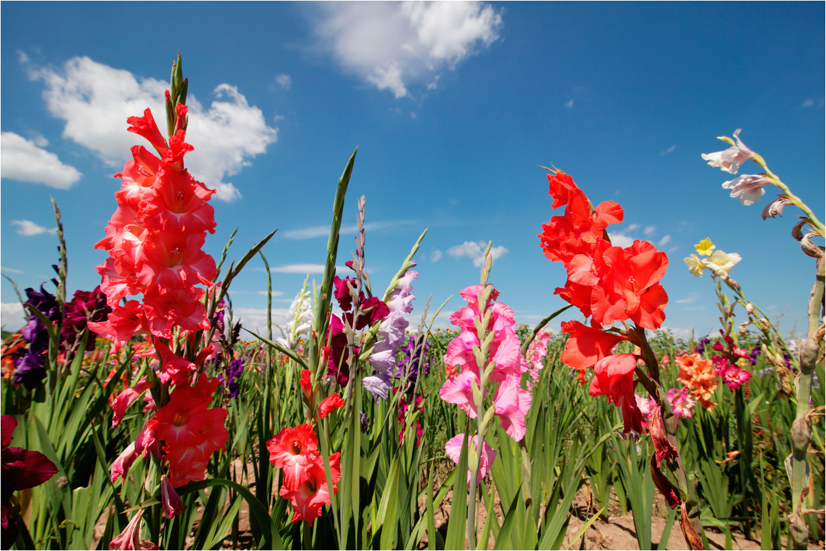 august birth flower