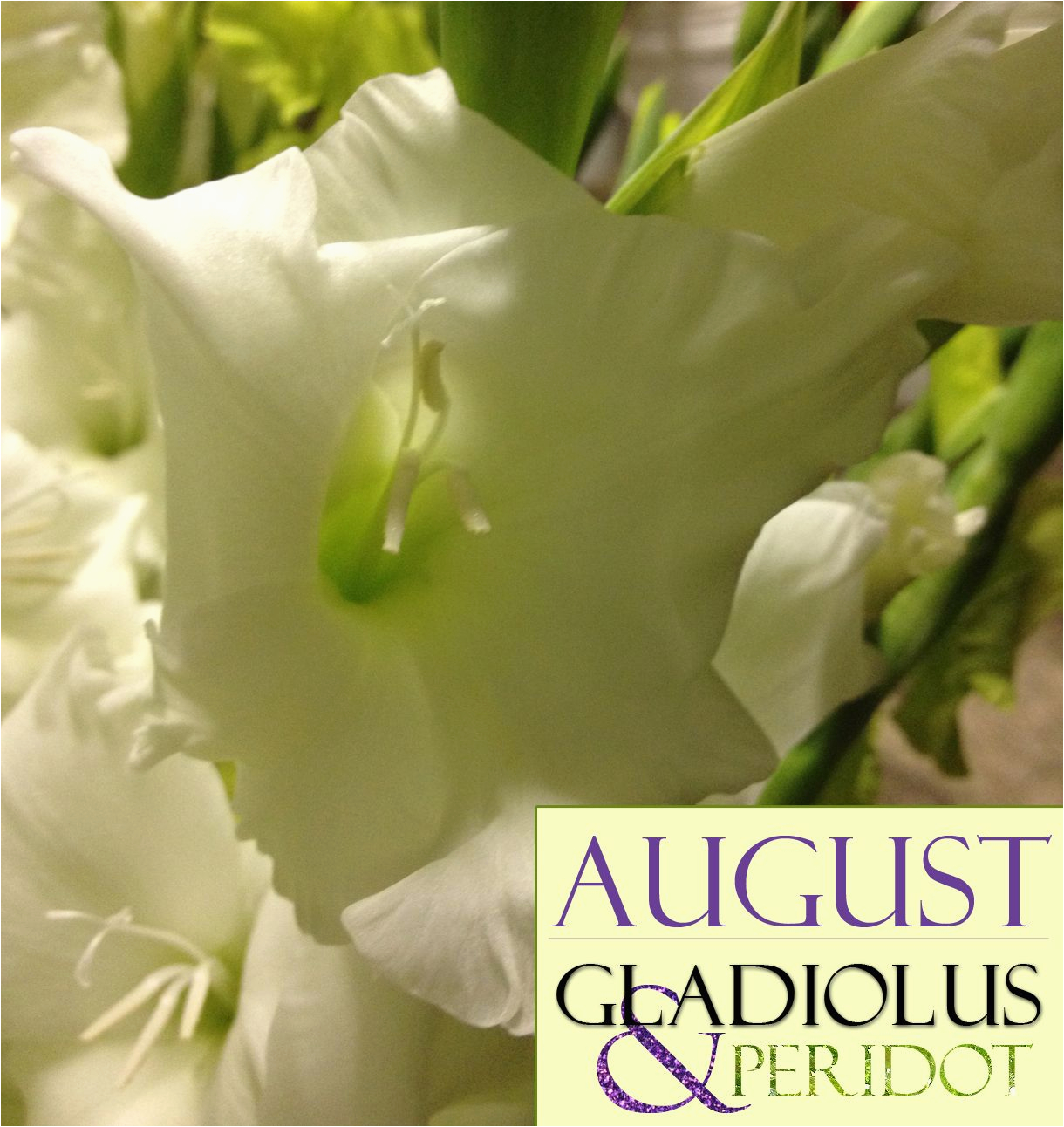 happy august birthday from freytag 39 s florist august 39 s