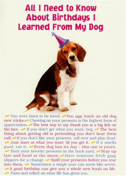 all i need from dog funny humorous birthday card by