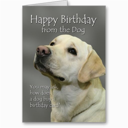happy birthday from the dog yellow labrador birthday