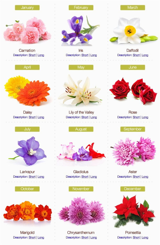 birthday-flowers-meanings-birthdaybuzz