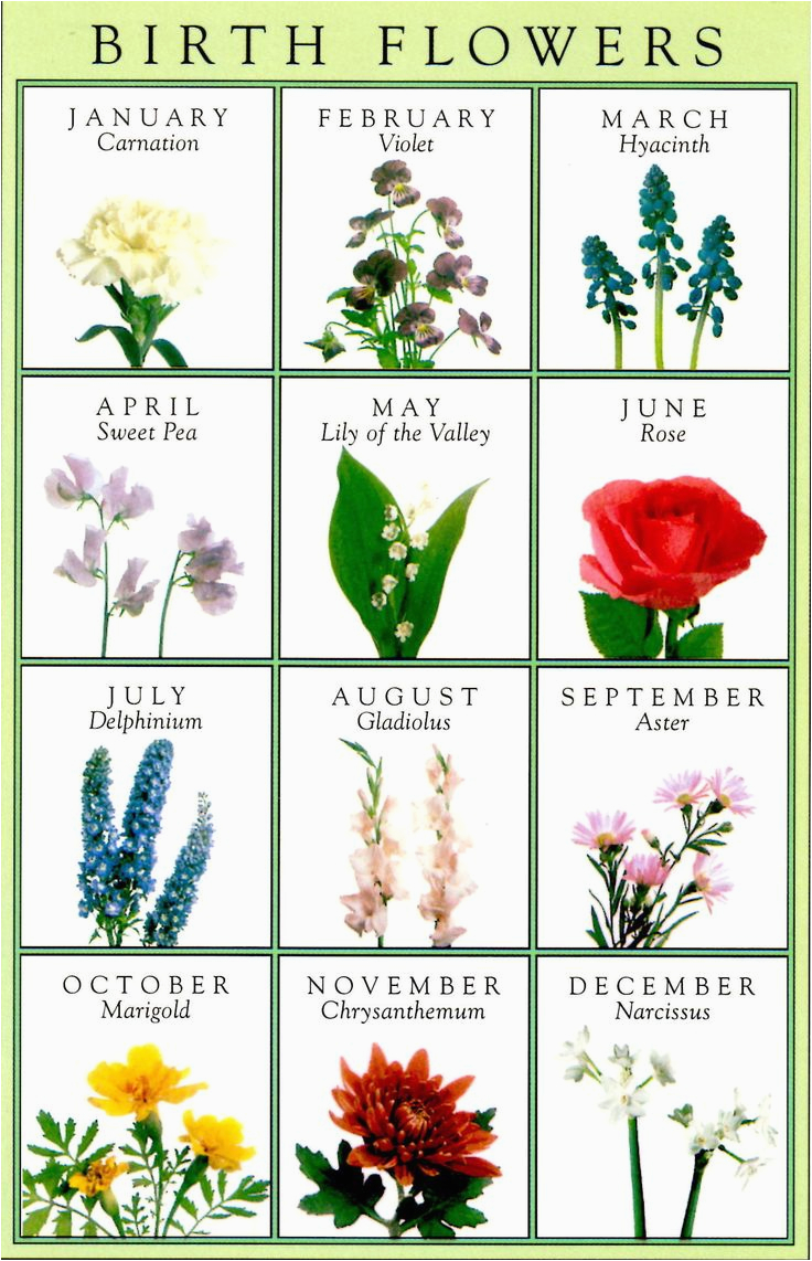 birth flowers greeting card horoscopes birthstones