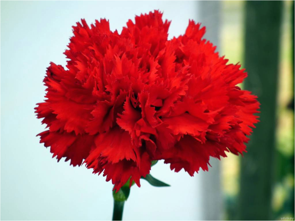 45 wonderful carnation flowers for bride golfian com