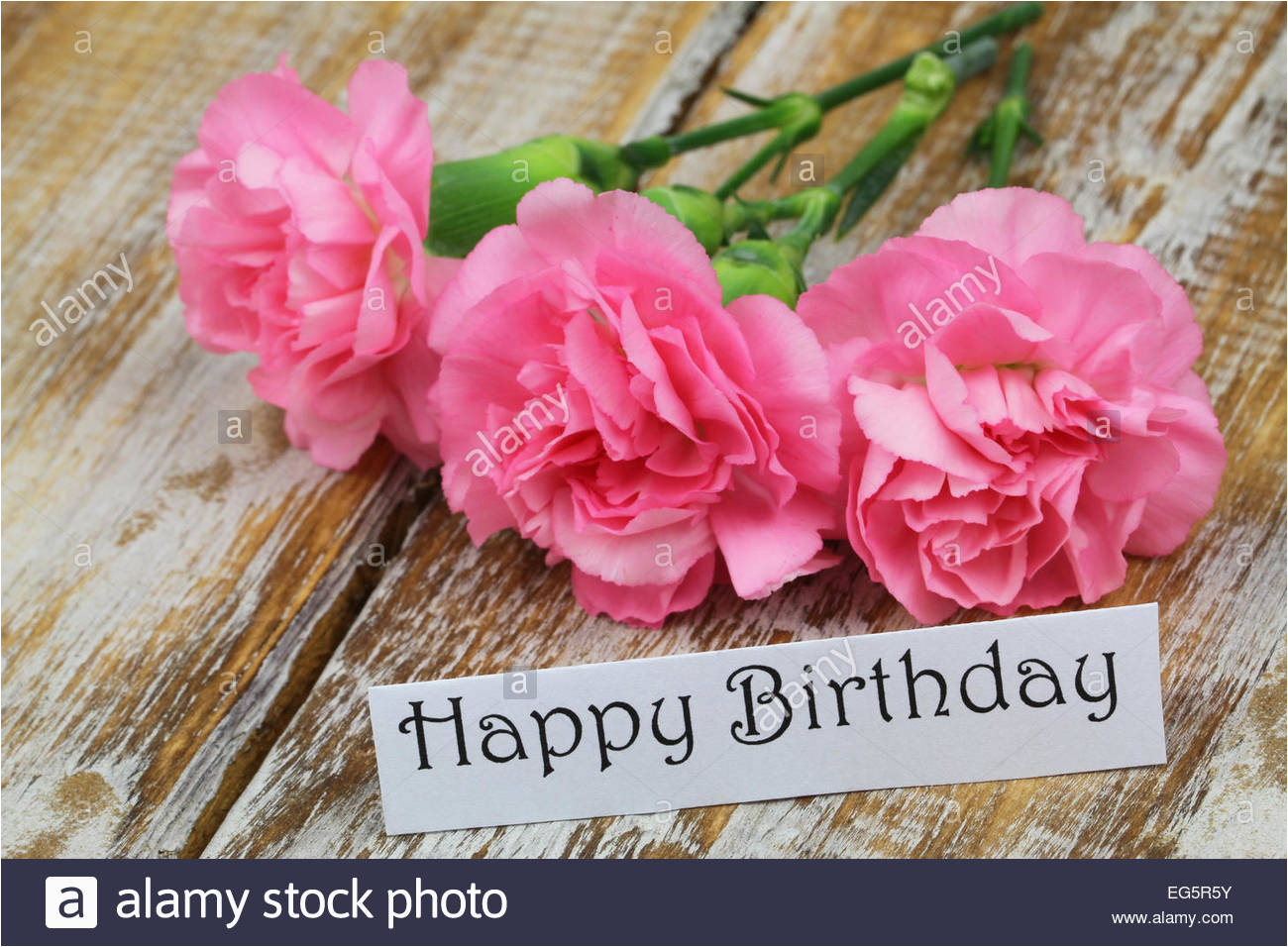 happy birthday card with pink carnation flowers stock