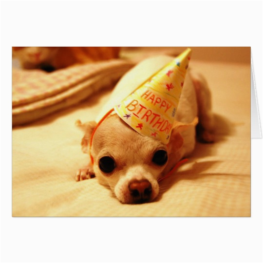 cute chihuahua dog greeting card 137907208414599747