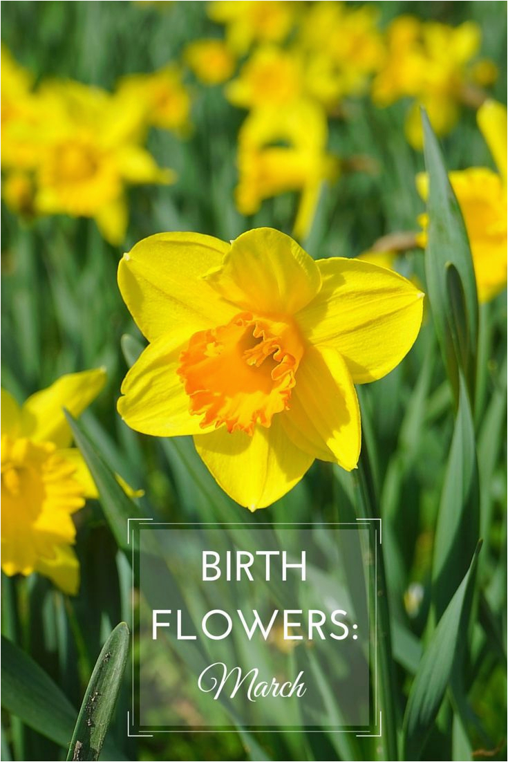 best 25 march birth flowers ideas on pinterest birth
