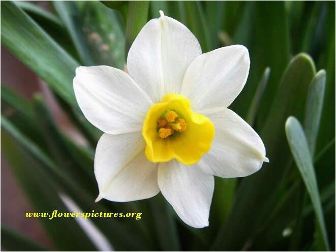 best 25 march birth flowers ideas on pinterest month