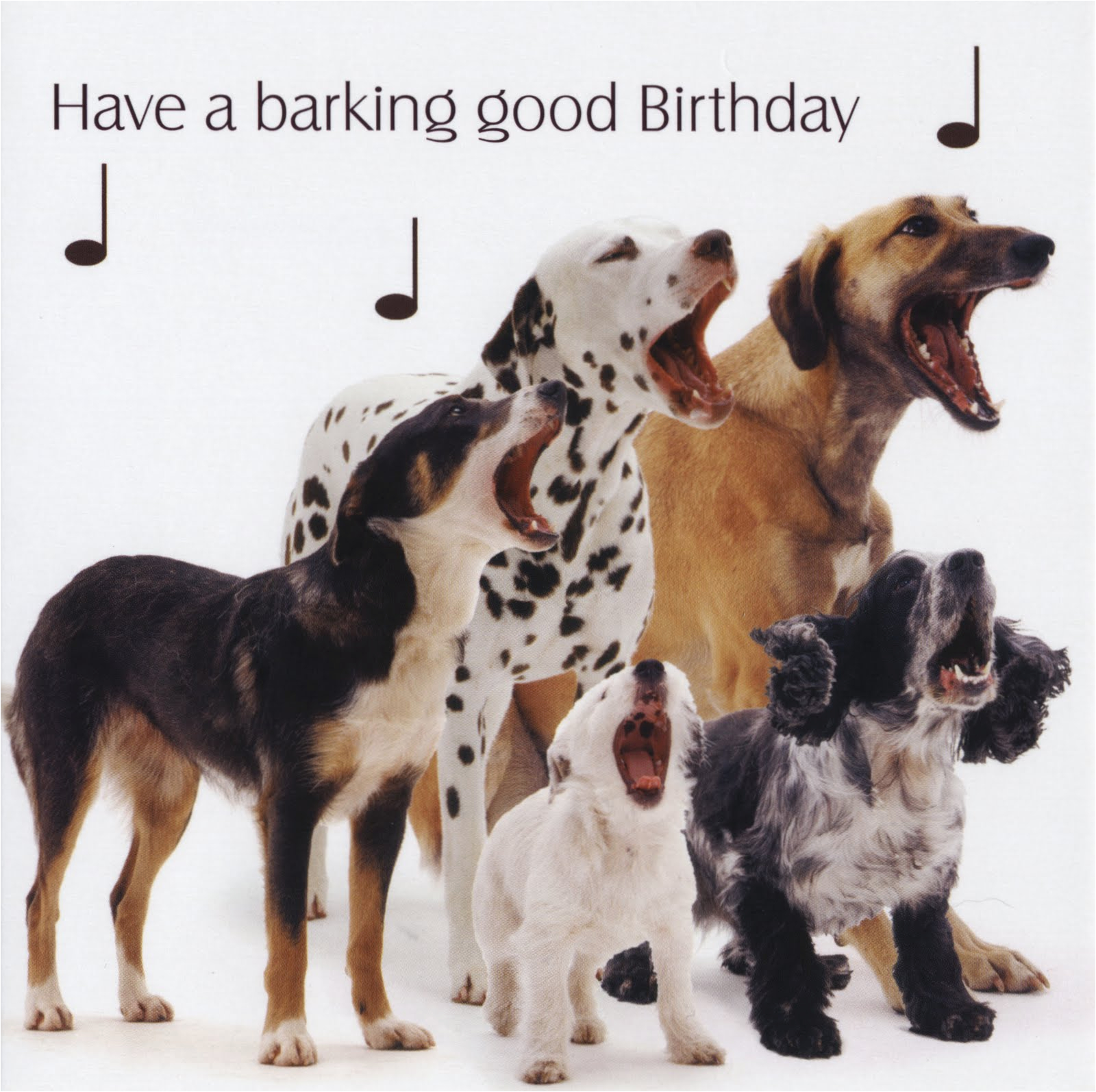 birthday quotes from dogs quotesgram