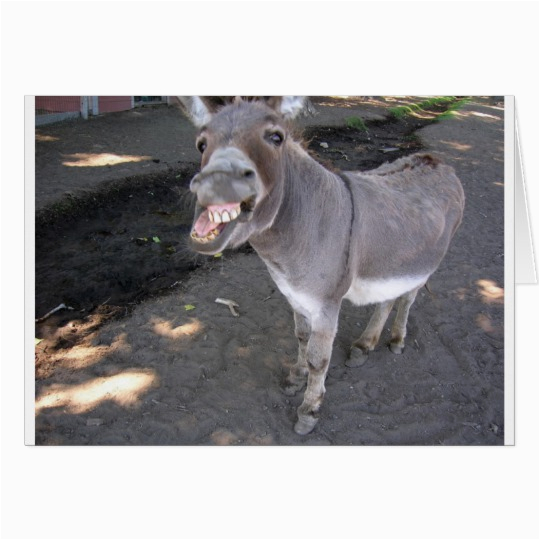 birthday card donkey funny humor friend insult card 137039433885509228