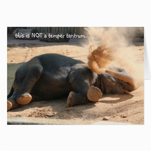 funny elephant belated birthday card zazzle