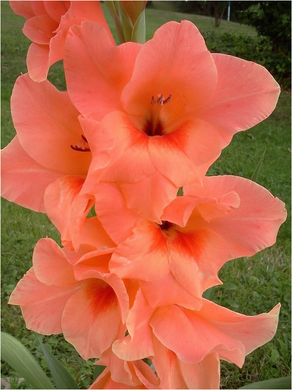 17 best images about gladiolus august birth flower on