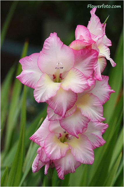 august birth flower gladiolus tattoos pinterest