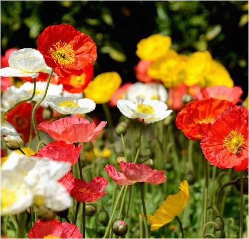 birth flower of august gladiolus poppy 2happybirthday