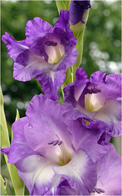 blooming in buffalo area gardens now gladiolus is flower