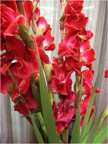 i 39 m so gladiolus that you were born august birthday