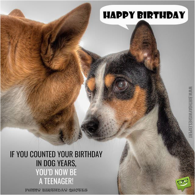 Happy Birthday Cards with Dogs Huge List Of Funny Birthday Messages Wishes Cracking Jokes