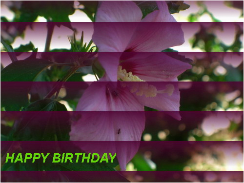 happy birthday to a friend free flowers ecards greeting