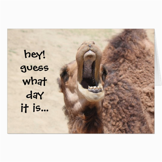 funny camel hump day birthday card zazzle com