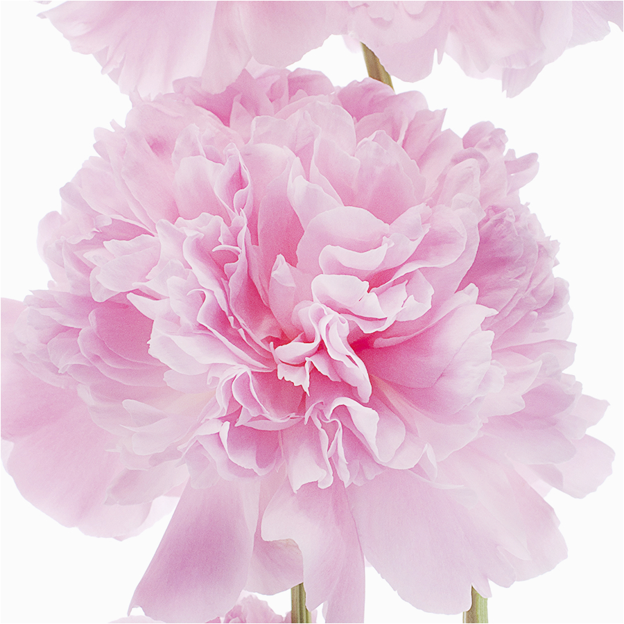 january birth flower carnations