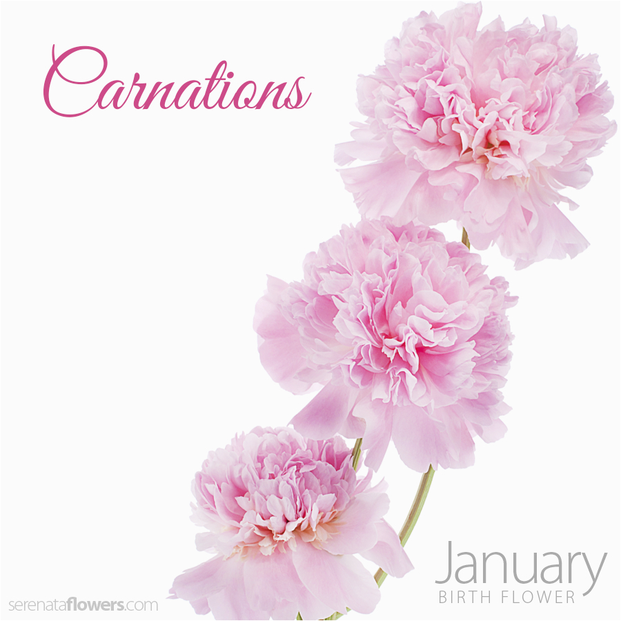 january birth flower carnations