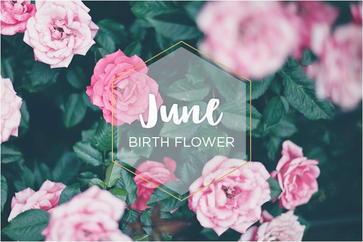 june birth flower rose ftd com