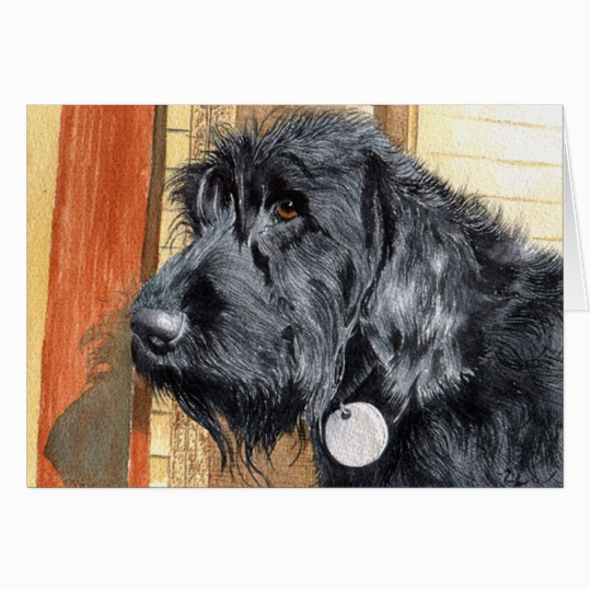 black labradoodle 1 greeting cards 137072027195345586