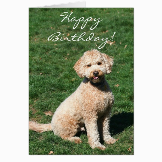 happy birthday mini goldendoodle greeting card 137130951125484390