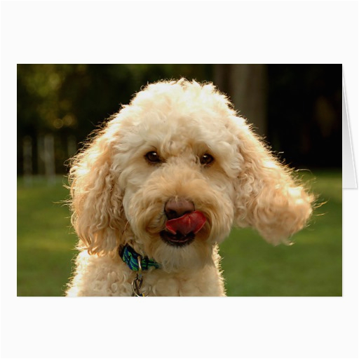 labradoodle greeting card 137331331961971596