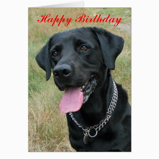 labrador retriever dog happy birthday card 137491940318182874