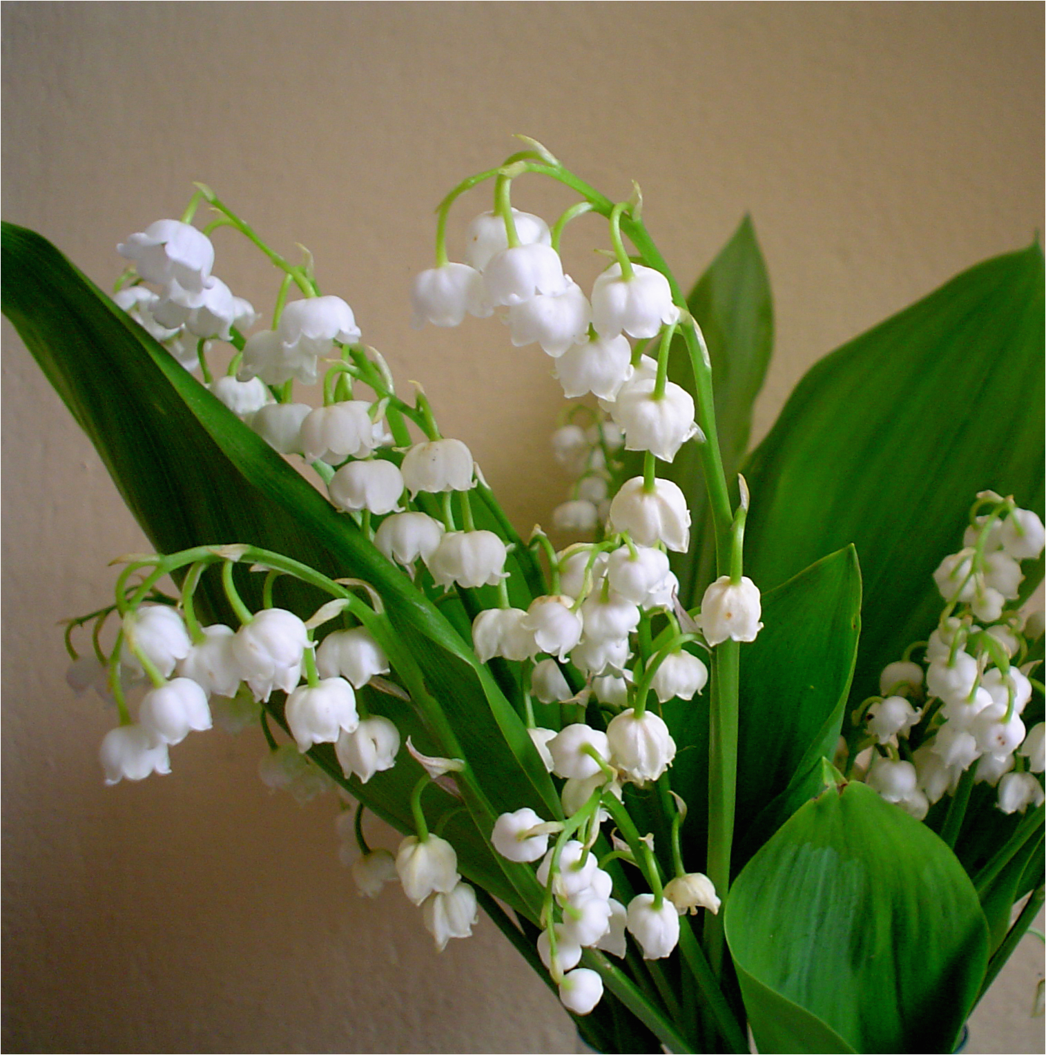 Lily Of the Valley Birthday Flowers Birth Flower for May Flower Press