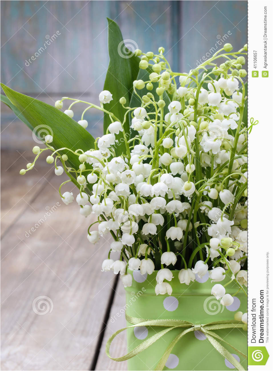 bouquet of lily of the valley flowers in green dotted can