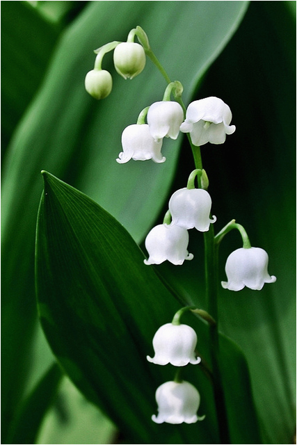 lily of the valley in may birth flower of the month