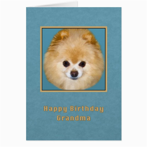 pomeranian birthday cards