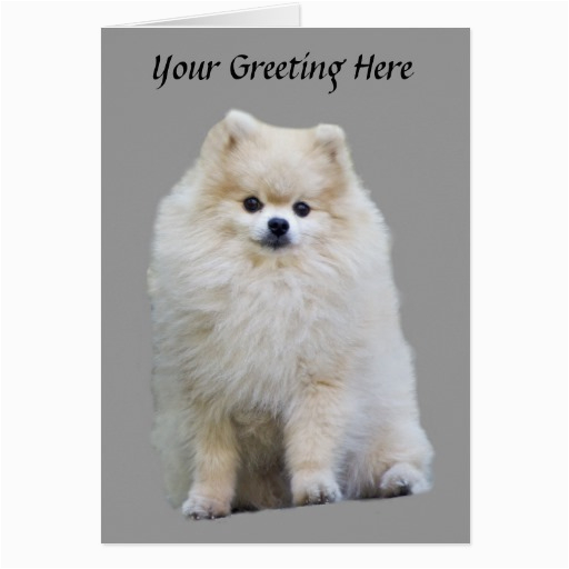 pomeranian greeting card 137406442613243214