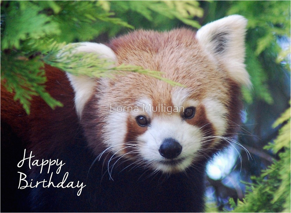 16517033 red panda birthday card