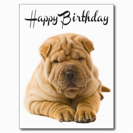 happy birthday chinese shar pei puppy dog card post card
