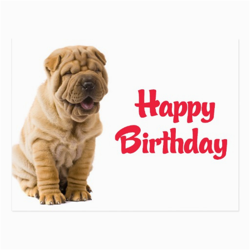 happy birthday chinese shar pei puppy dog card postcard