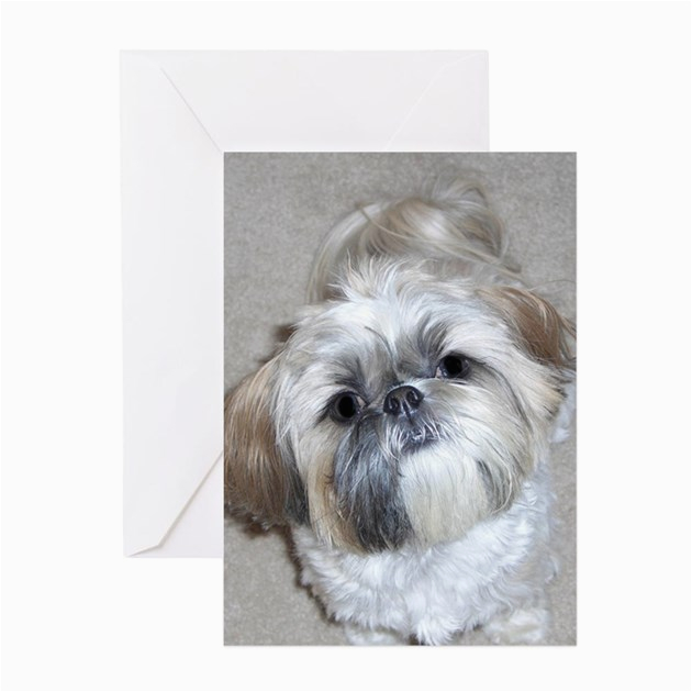 shih tzu greeting card by admin cp6609970