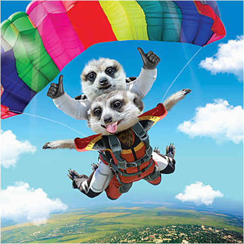 3d holographic birthday card skydiving meerkats funny