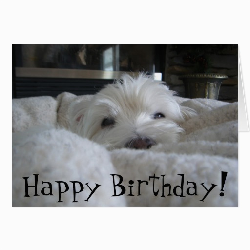 cute westie face photo greeting card zazzle