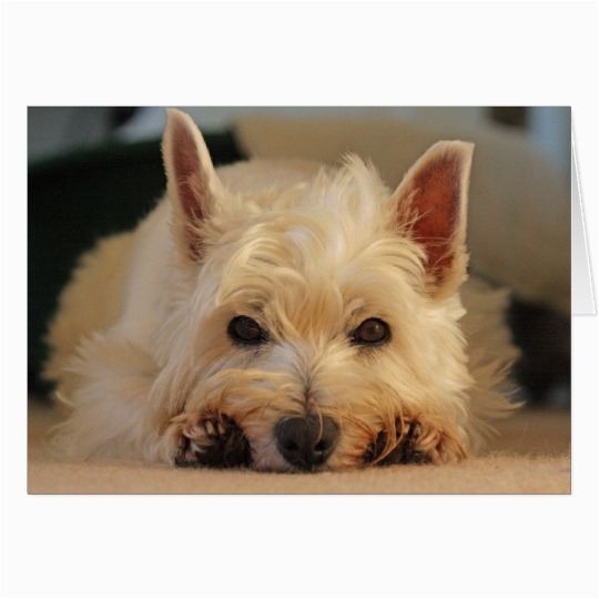 happy birthday card westie card zazzle com