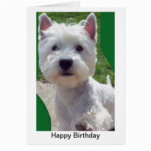 westie birthday card greetings card paw up 39 hello 39 zazzle