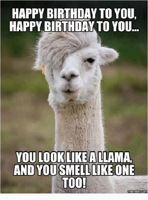 Alpaca Birthday Meme 25 Best Memes About Happy Alpaca Happy Alpaca ...