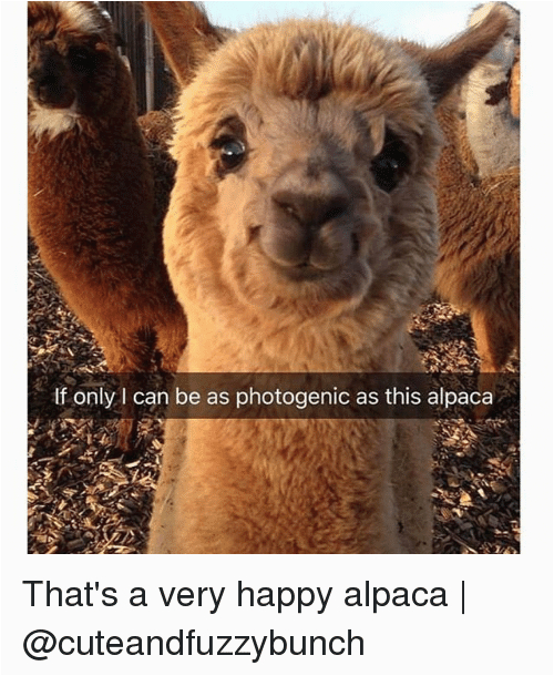 happy alpaca