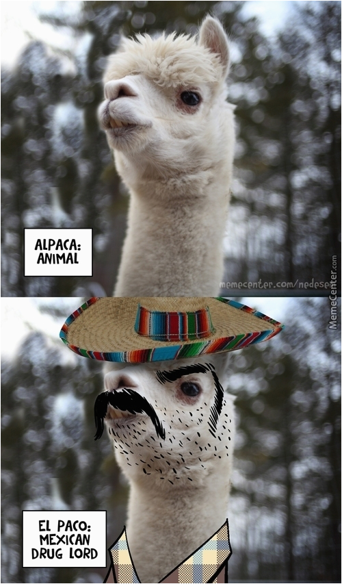 Alpaca Birthday Meme | BirthdayBuzz