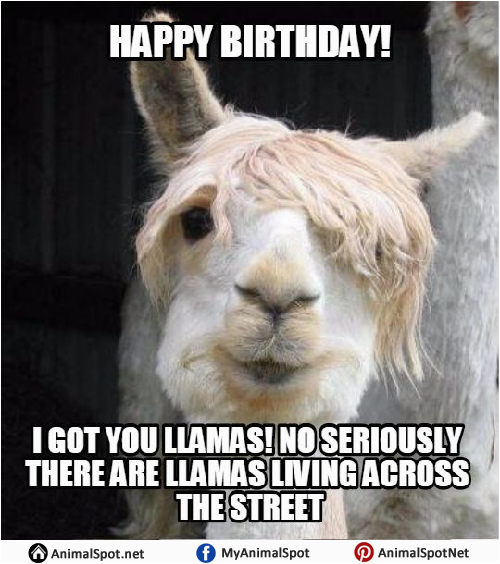 llama memes