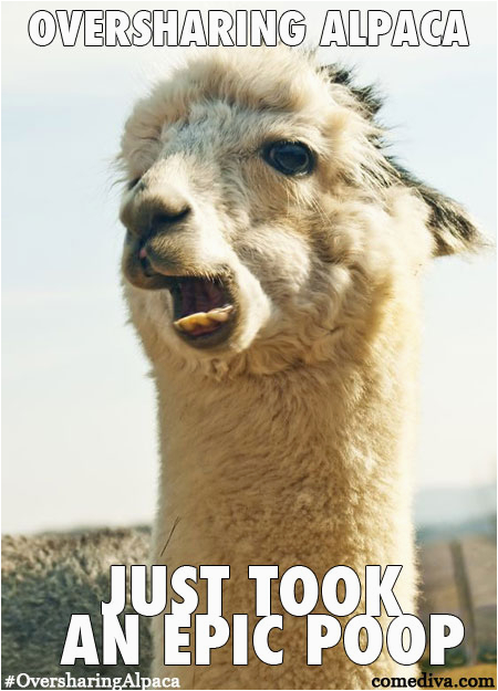 new meme oversharing alpaca