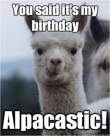 Alpaca Birthday Meme | BirthdayBuzz