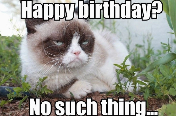 best happy birthday cat meme